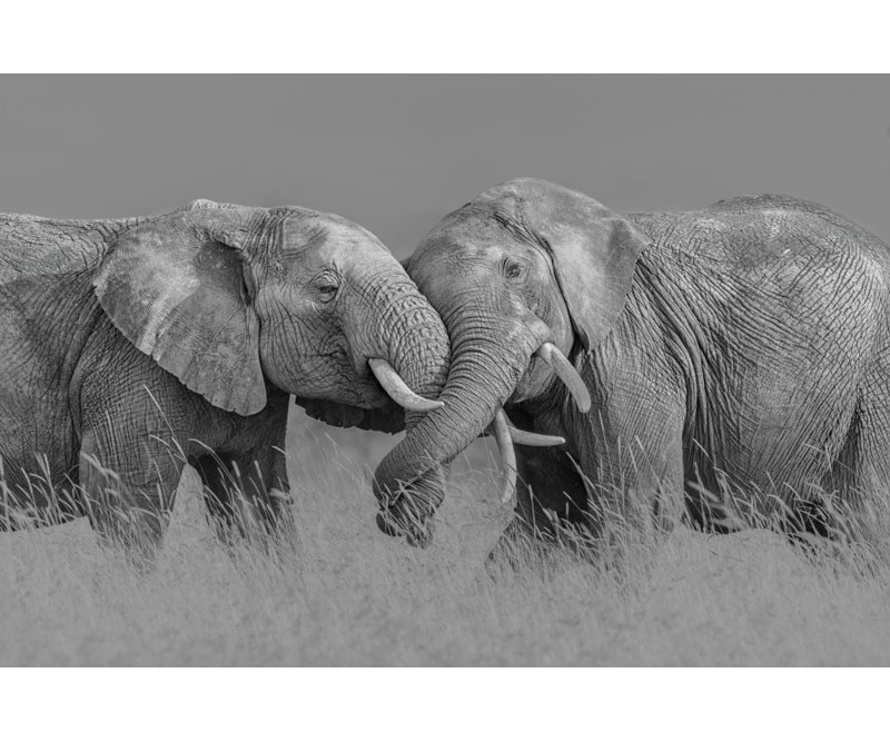 Wrapped Canvas Print, 50.8cm H x 76.2cm W
