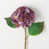 Prune est en rupture de stock
