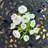 Silk Ranunculus Arrangement in Vase