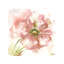 Blush Watercolour Poppy I by Tre Sorelle Studios - Wrapped Canvas Painting-809924792