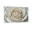 Plantes et fleurs, rose blanche, gros plan, détail de pétales Z251224084240944299-848411885