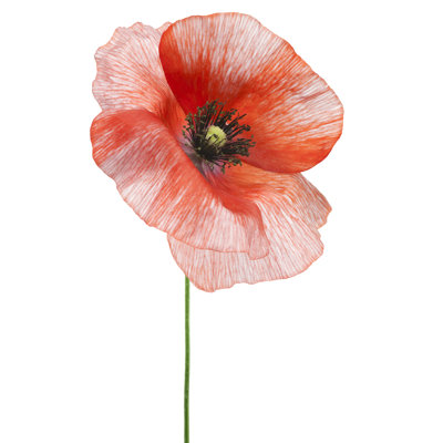 Coquelicot - photographie sur toile tendue
