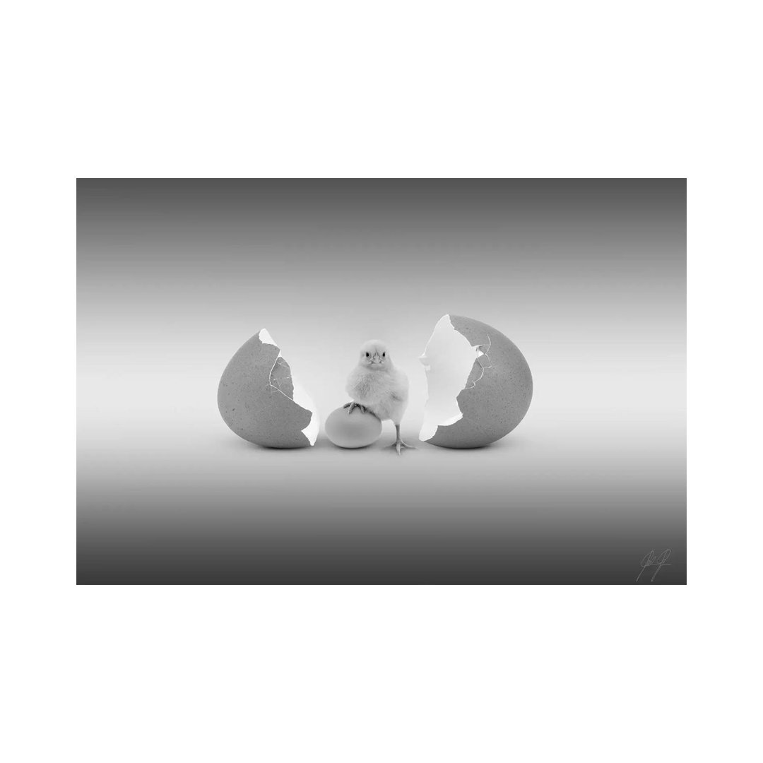 Which Came First by Kathrin Federer - Wrapped Canvas Gallery-Wrapped Canvas Giclée