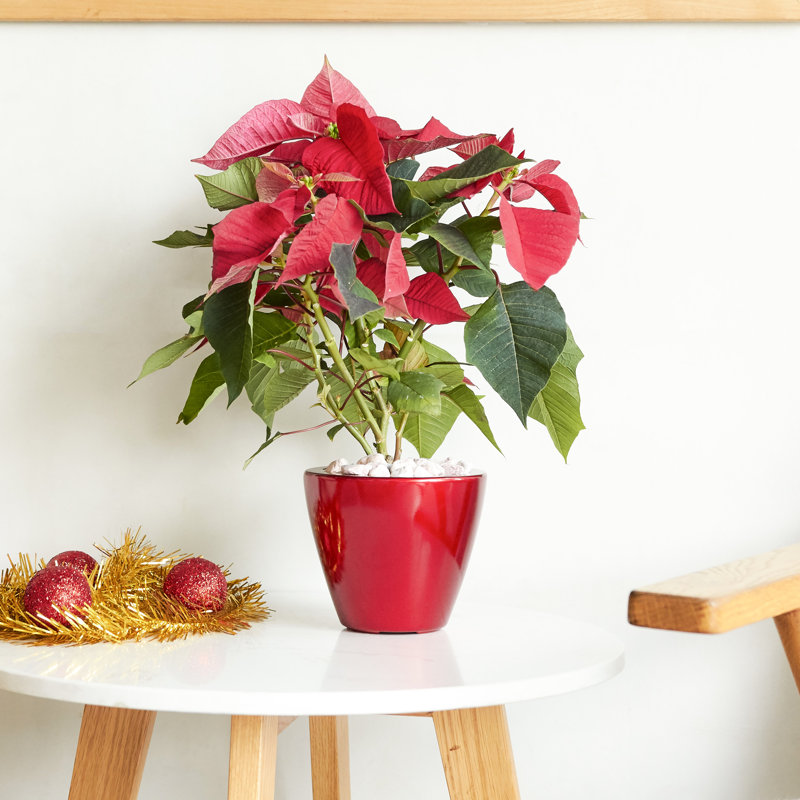 2 Smart Self-Watering Planter - Red Round Cone  For Home And Garden Beauty Fabulous Holiday, Birthday, Father's Day, Mother's Day Pot  Plant Growth Care b ,