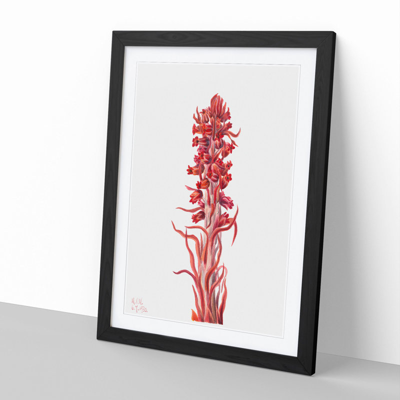 Snow Plant by Mary Vaux Walcott - Picture Frame Painting, Black Framed, 36cm H x 27cm W x 2cm D
