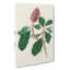 Bonapartes Flycatcher Bird by John Audubon - Wrapped Canvas-55362476