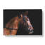 Horse Portrait - Wrapped Canvas-56633431