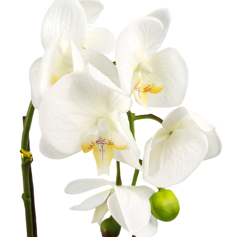 Anneus 46cm Plant