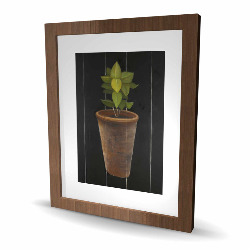 Plant of Bay Leaves - Hygge Kitchen
