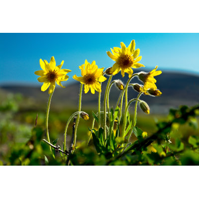 Arnica Blossoms. - Wrapped Canvas Print