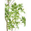 TREE LAUREL GROWER 7FT