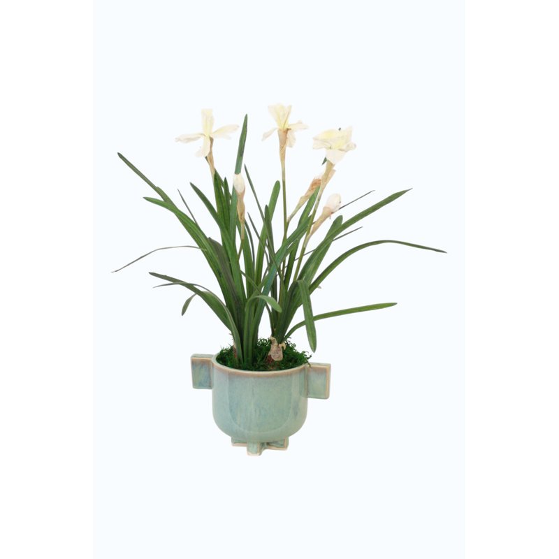 White Daffodils in Turquoise Planter