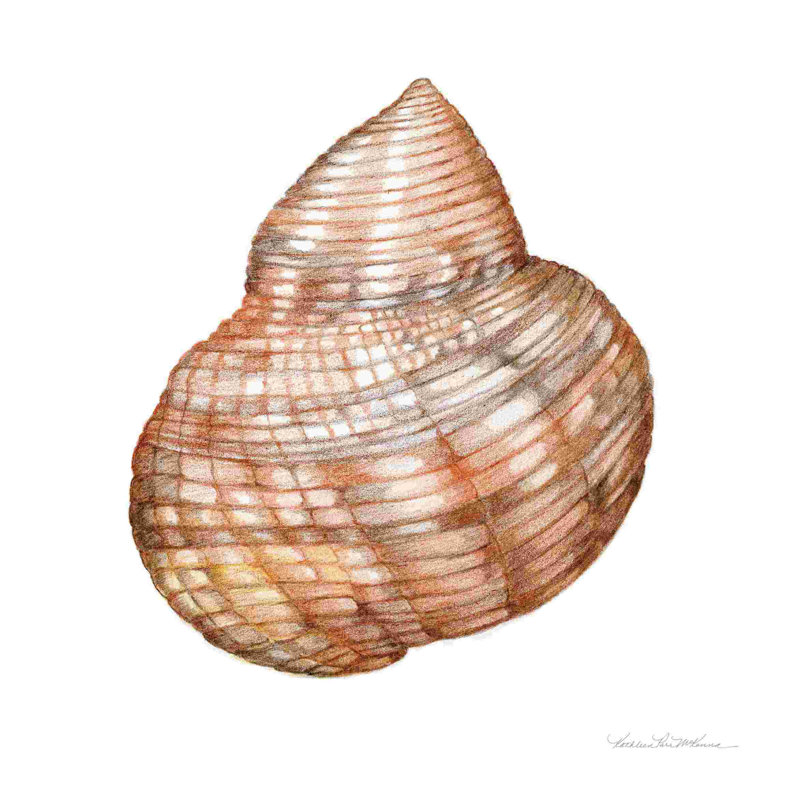 «Shells IV» par Kathleen Parr McKenna - peinture sur toile tendue, H 30 po x l 30 po, Non, Toile tendue