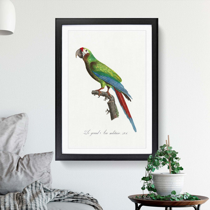 Great Military Macaw Parrot by F. Levaillant - Picture Frame Painting Print, 36cm H x 27cm W x 2cm D, Black Framed