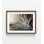 Gouttelettes d'eau sur pissenlit - reproduction de photographie de nature Macro