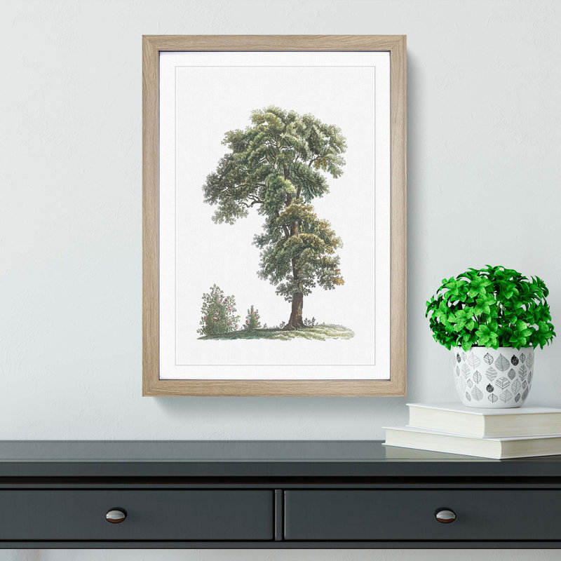 Tree Illustration by Pierre-Joseph Redoute - Picture Frame Painting Print, 65cm H x 48cm W x 2cm D, Oak Framed