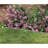 3.75'' H x 35'' W Beige Resin Lawn Edging