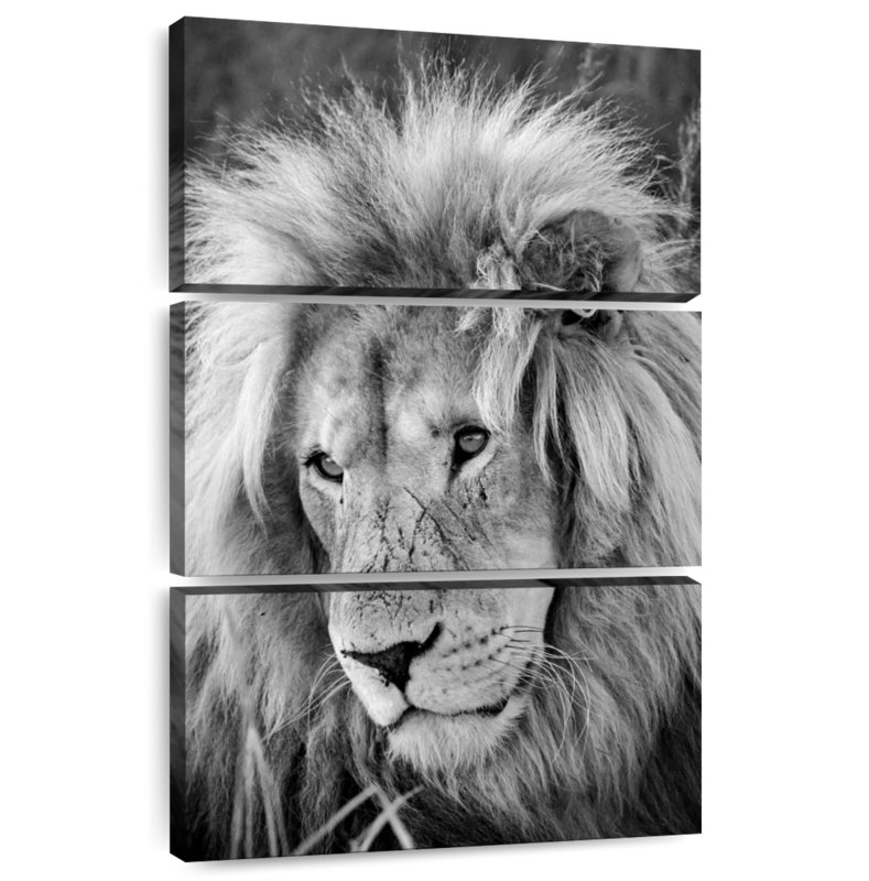 Brampt Lion Male I