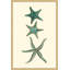 «Aqua Starfish», reproduction encadrée-18742234
