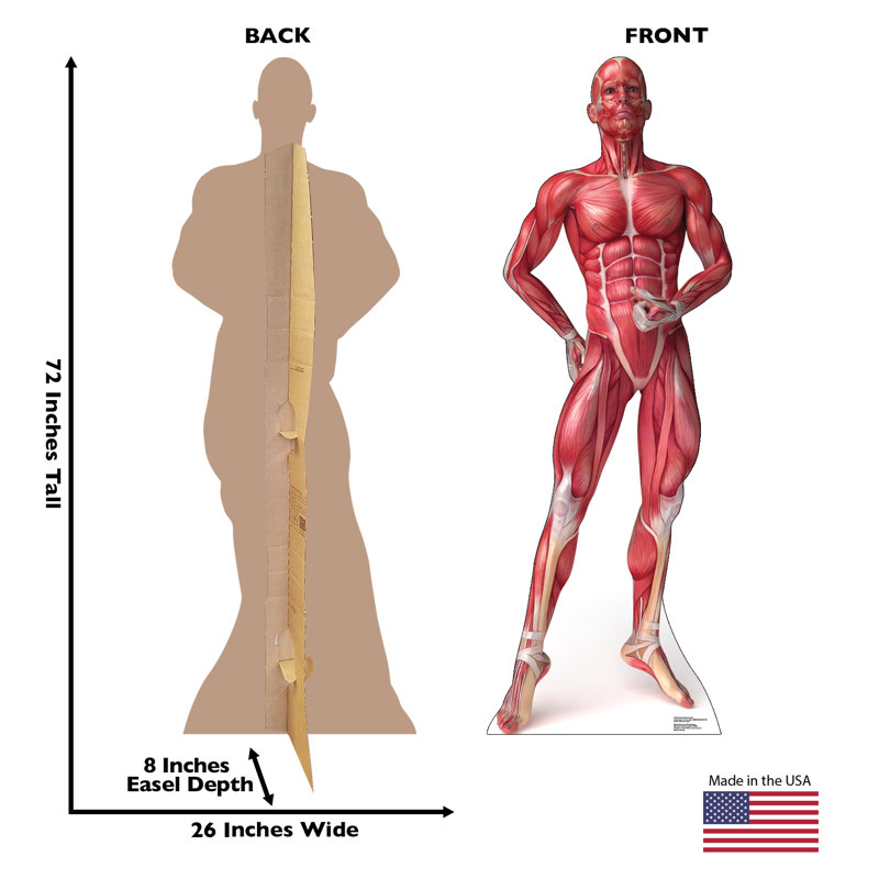 Anatomy 72'' Cardboard Standup