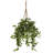 Stephanotis Hanging Basket