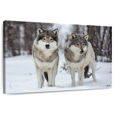 Wolves In Langedrag Nature Park
