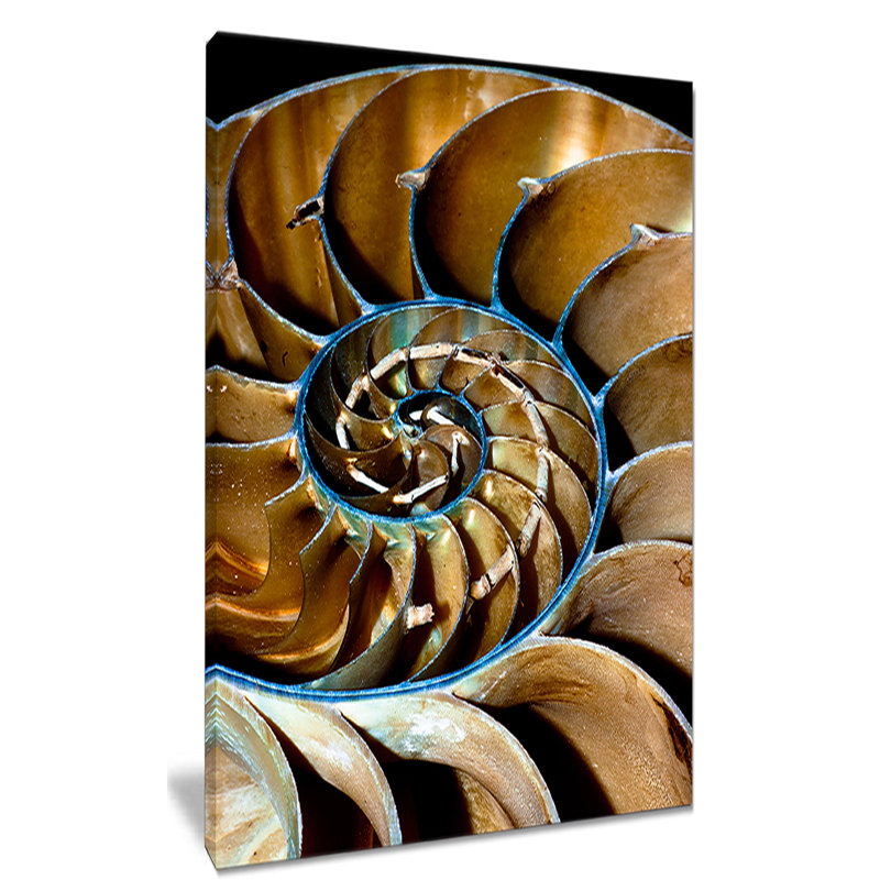 " Brown Large Nautilus Shell ", 32" H x 16" W x 1" D