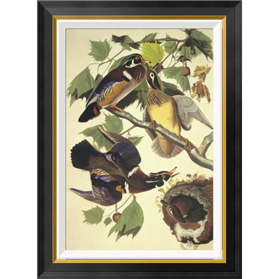 " Summer Or Wood Duck " by James Audubon