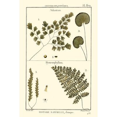 Fern Classification IV 1 Piece Wrapped Canvas Wall Art