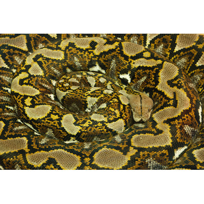 Python Snake Reptile - Wrapped Canvas Print
