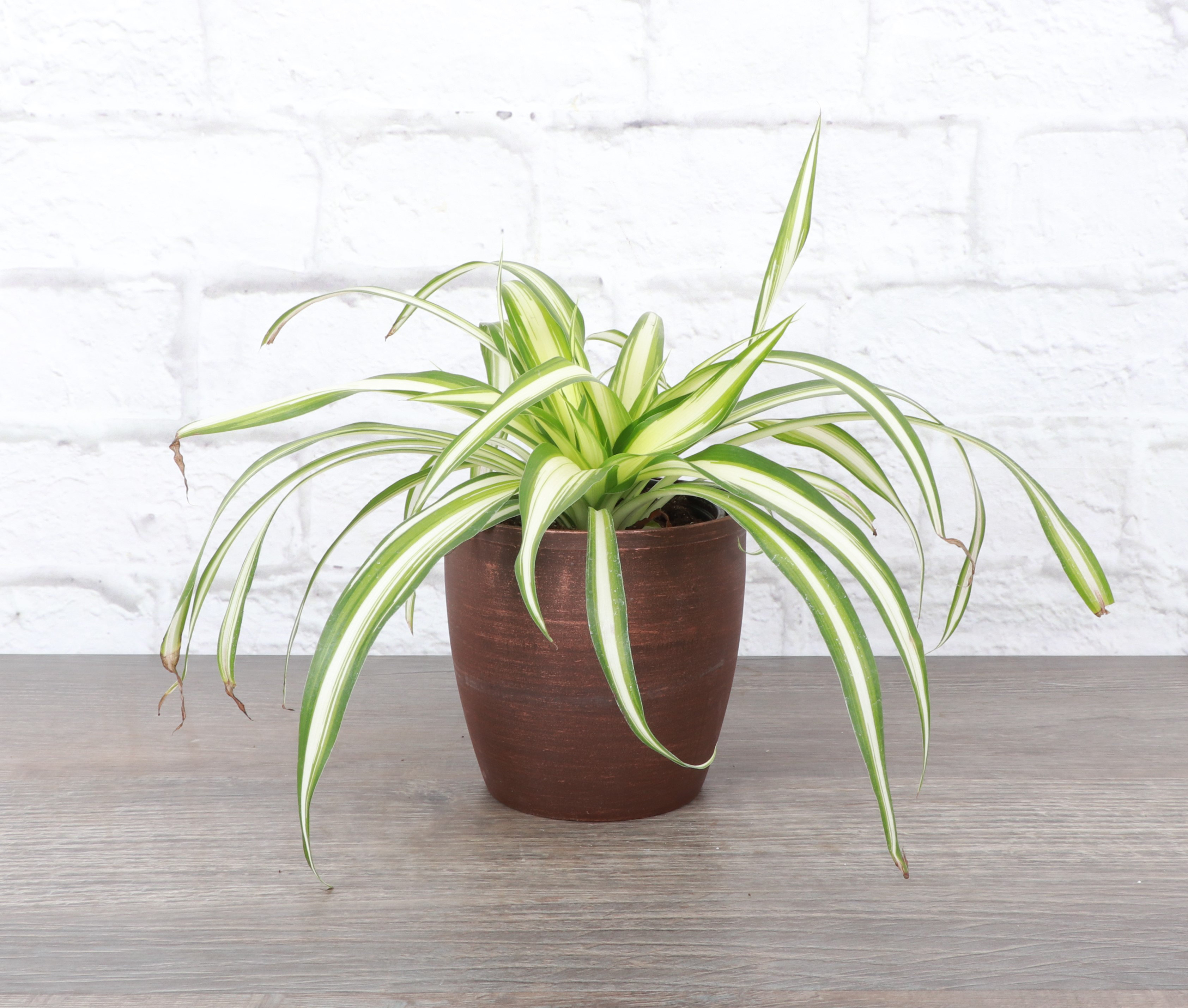 Thorsen's Greenhouse Live Spider Plant in Classic Pot & Reviews | Wayfair