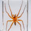 Genuine Small Spider In Lucite