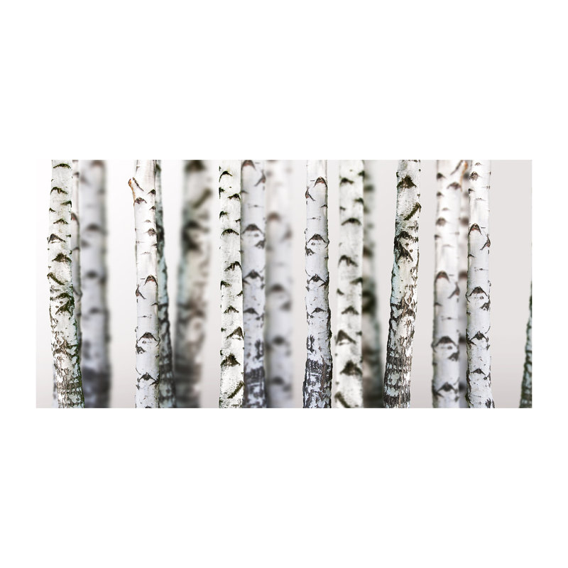 Birch Trunks - No Frame Print on Glass, Canvas, 50cm H x 100cm W x 2cm D