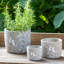 Planter-309982707