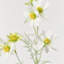 Bleuet décoratif en soie Audet (paquet de 1 branche)-101548673-101548679