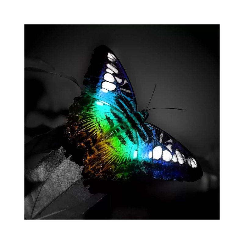 Colourful Butterfly Photographic by Unknown Artist - Wrapped Canvas Painting, 30.48 cm H x 30.48 cm W