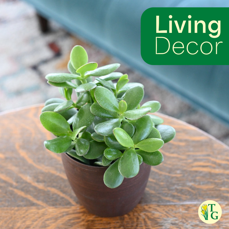 Live Jade Plant