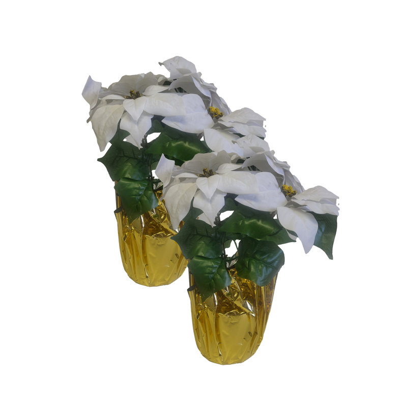 White Poinsettia