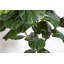 5FT Artificial Fig Tree KD
