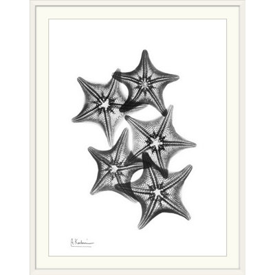 «Starfish IV X-Ray» par Albert Koetsier, reproduction de photo