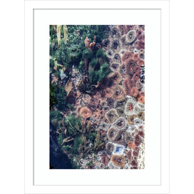 Daisey "Ocean Curiosities" Print