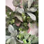 Large Lambs Ear Foliage 26" Greenery Wreath for Front Door