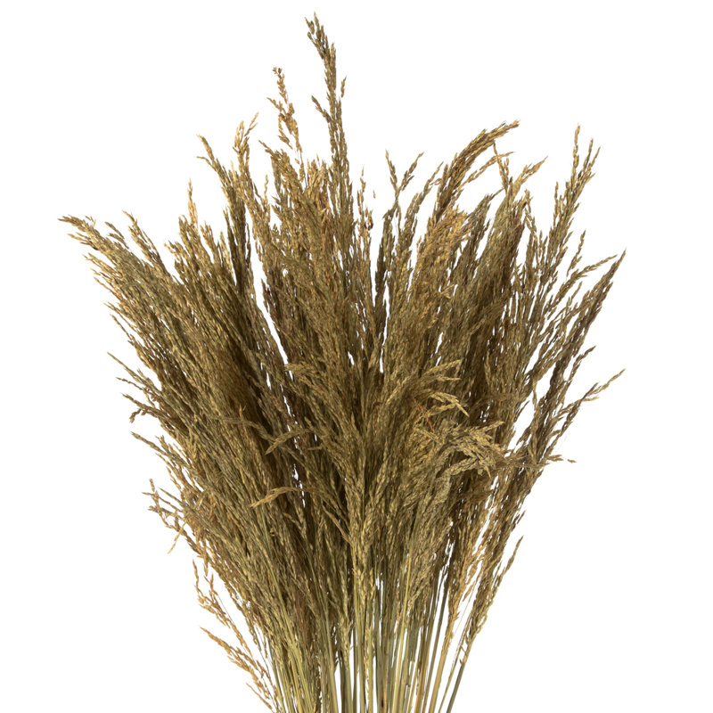 Congo Grass, Natural