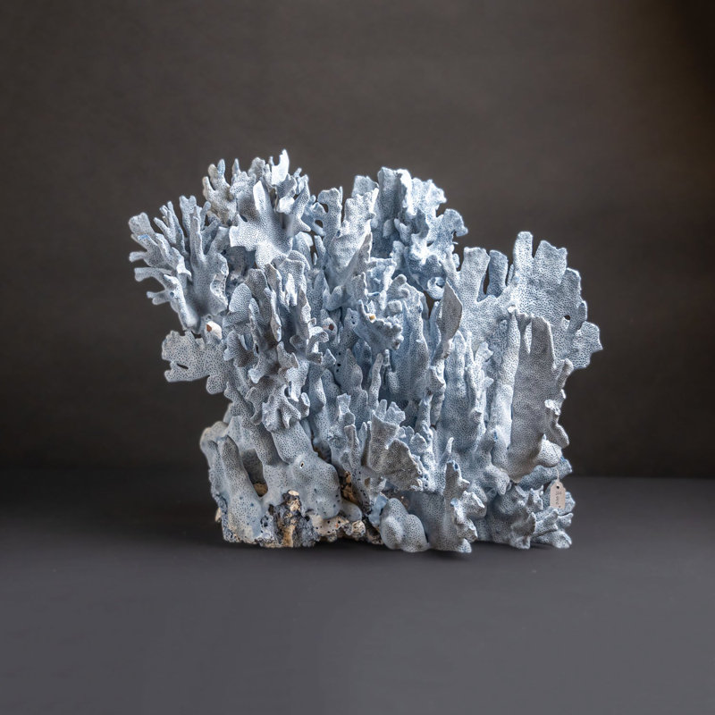 Genuine Blue Ridge Coral (16", 18.5 Lbs)