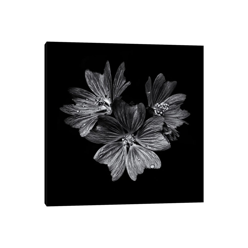 Black And White Flower Trio by Brian Carson - Wrapped Canvas Print, 30.48 cm H x 30.48 cm W