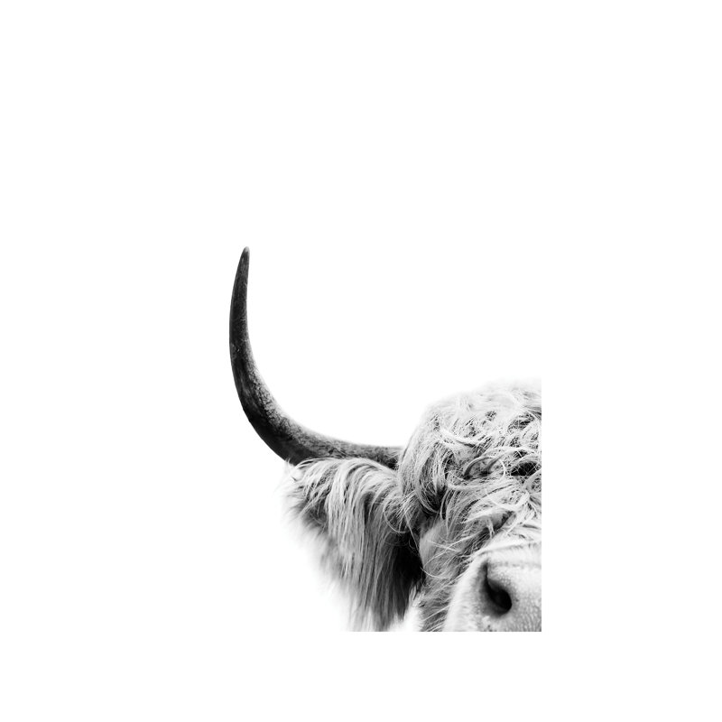 Peeking Cow II - Wrapped Canvas Print, 66.04 cm H x 45.72 cm W x 3.175 cm D