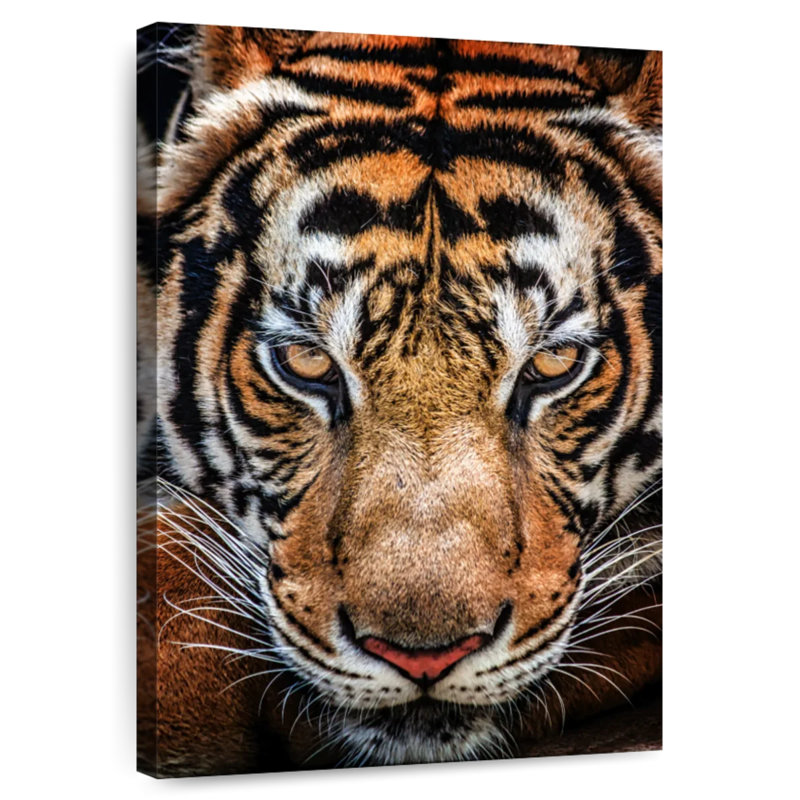 Brampt Siberian Tiger, 36" H x 24" W