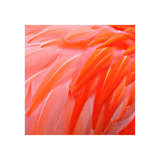 Bird Of A Different Feather VI Print by Austin Beiv