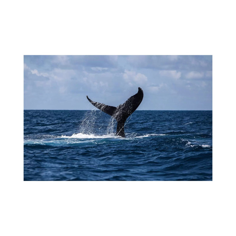 A Humpback Whale Slaps Its Tail On The Surface Of The Atlantic Ocean by Ethan Daniels - Wrapped Canvas Gallery-Wrapped Canvas Giclée