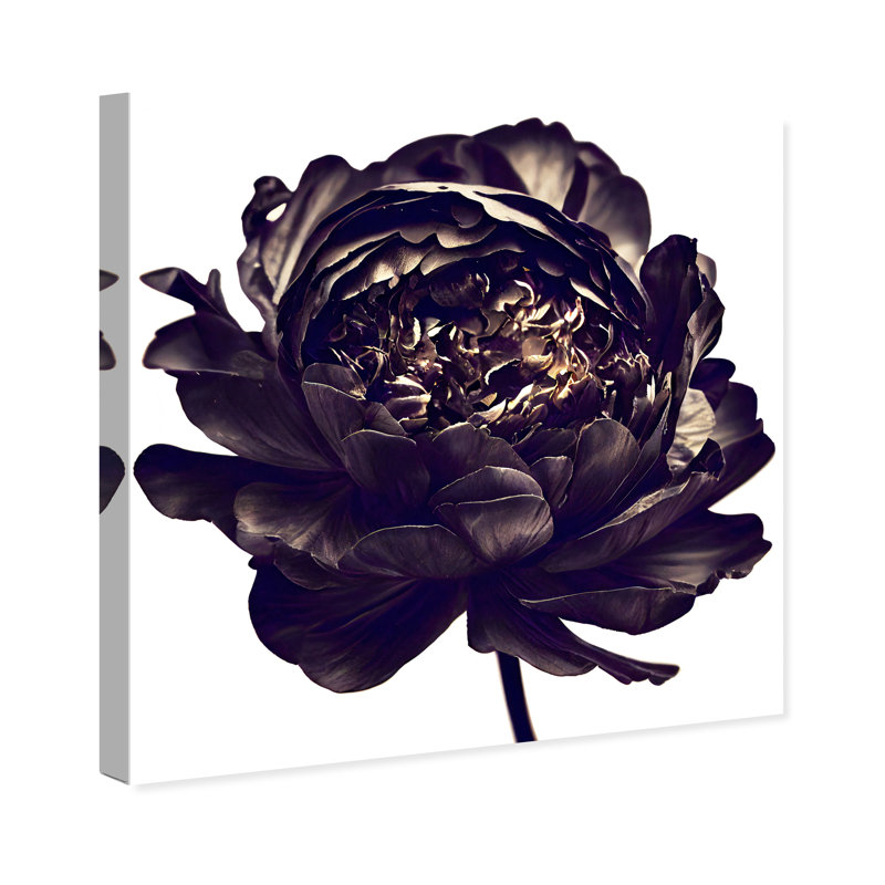 Pivoine noire - Impression sur toile, Toile tendue, H 12 po x l 12 po